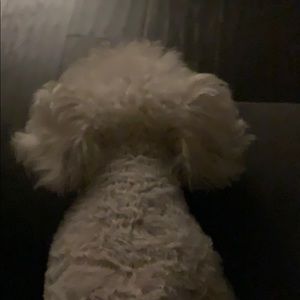 Meet your Posher, Priscilla